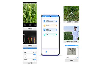 亳州市小麦亩穗数分析仪IN-XM02
